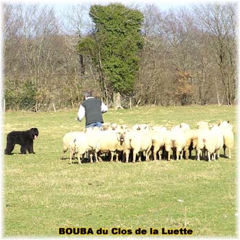 le bouvier des flandres et les moutons - Elevage du CLOS DE LA LUETTE - COPYRIGHT DEPOSE